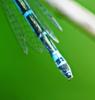 Coenagrion scitulum